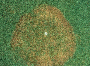 brown patches in your lawn