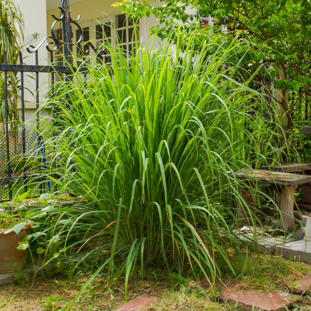 citronella plant mosquito barrier