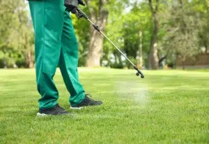Home pest control technician in Houston, TX spraying lawn to remove sod webworms