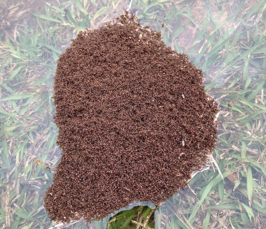 fire ants after rain