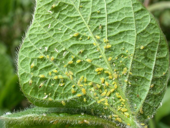 aphids , covered under greengate's tree & shrub maintainer program