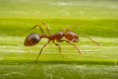 ant prevention