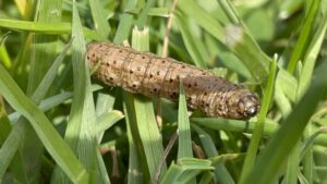 Sod webworm in Houston, TX