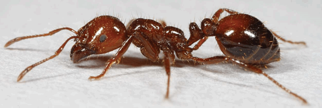 Imported Fire Ant - Source: LSU