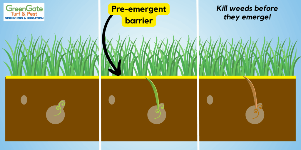Pre-Emergent Graphic: when to apply pre emergent in fall