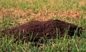 Fire ant mound outdoor ant killer