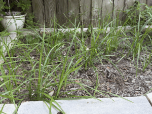 Nutsedge in Mulch Bed