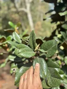 Magnolia tree flower bud