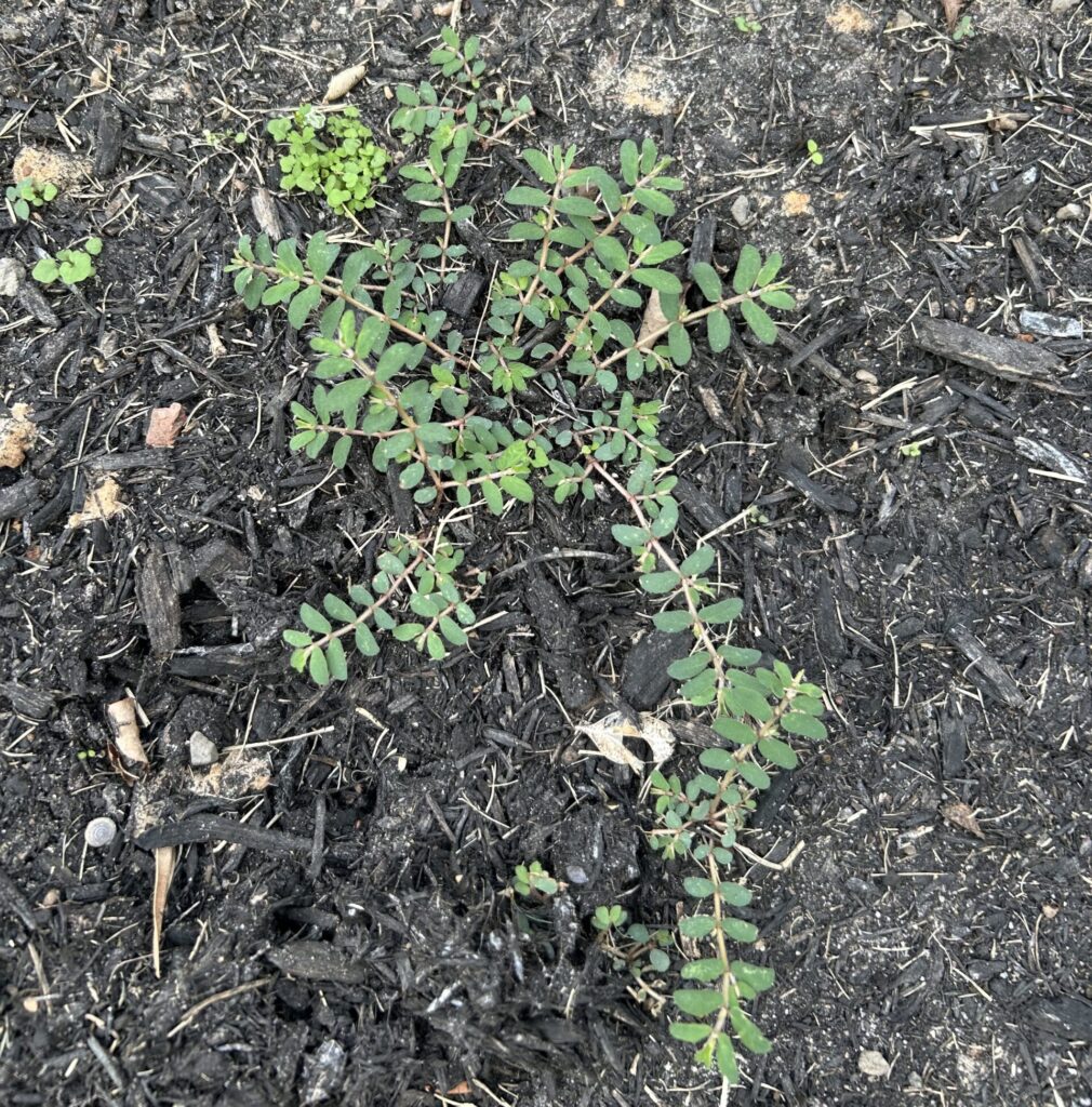 Spotted spurge in flower bed The Woodlands TX