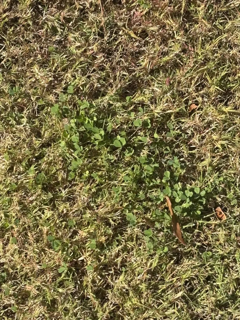 Clover Weed in Houston, TX yard