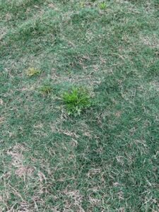 Green poa annua weed in a houston lawn
