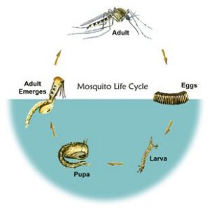 Graphic showing the mosquito life cycle, including egg, larva, pupa, and adult.
