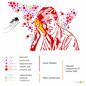 Chart of chemicals in sweat that make humans mosquito magnets