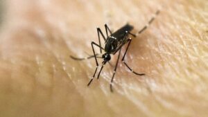 mosquitoes breeding indoors