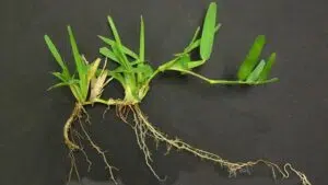 Close up photo of a St Augustine grass runner on a black surface