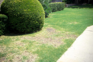 bermuda mite control