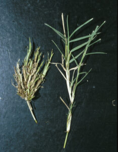 bermuda grass mites