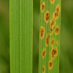 lawn care services for grey leaf spot