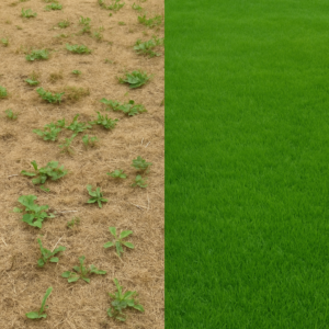 lawn treatment