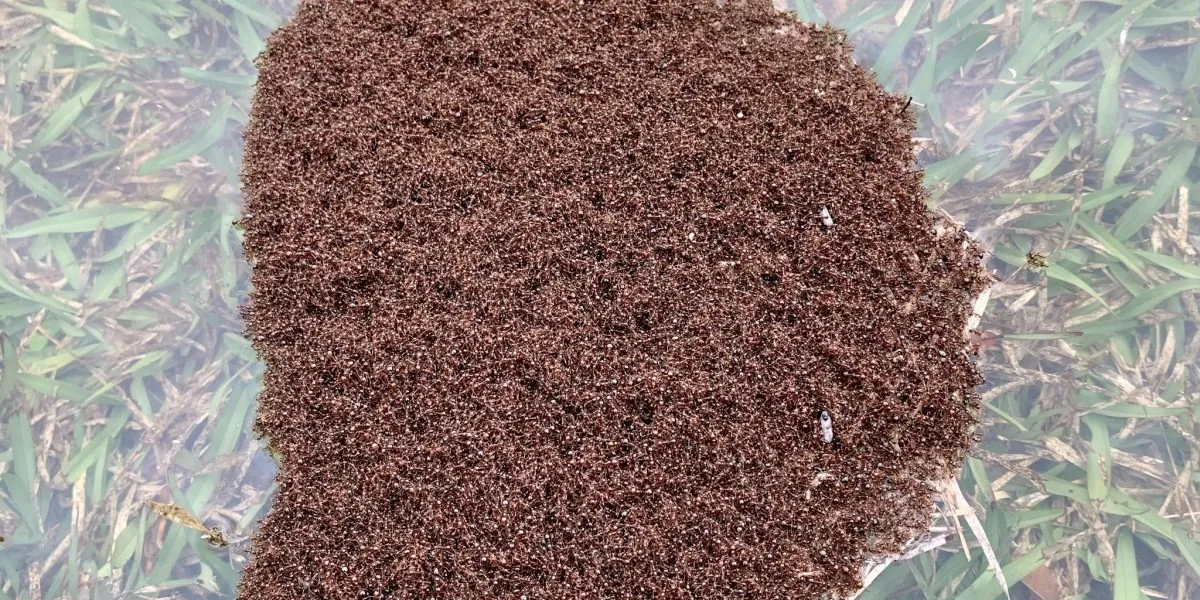 fire ant mounds