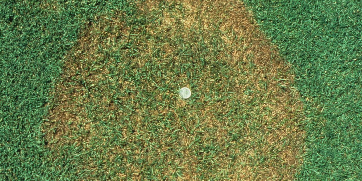 brown patches in your lawn