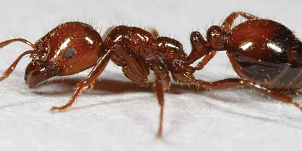 ant control outdoors Imported Fire Ant - Source: LSU