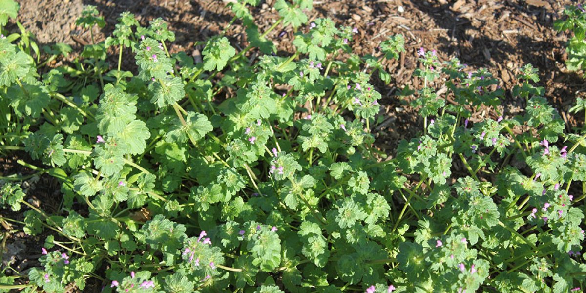 Henbit