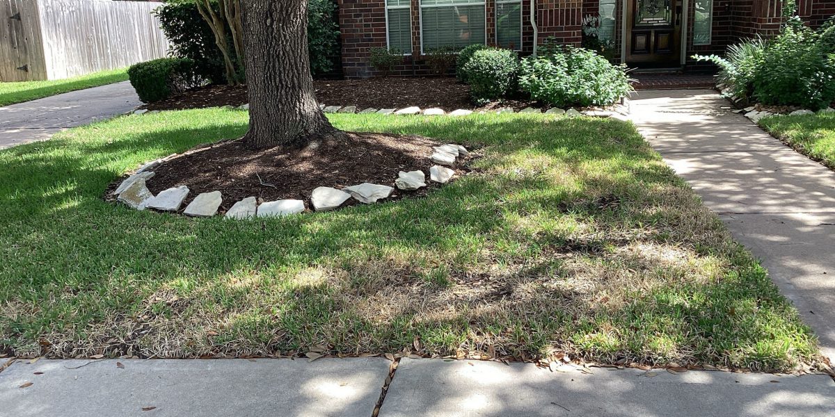 benefits of trimming trees for grass growth and health