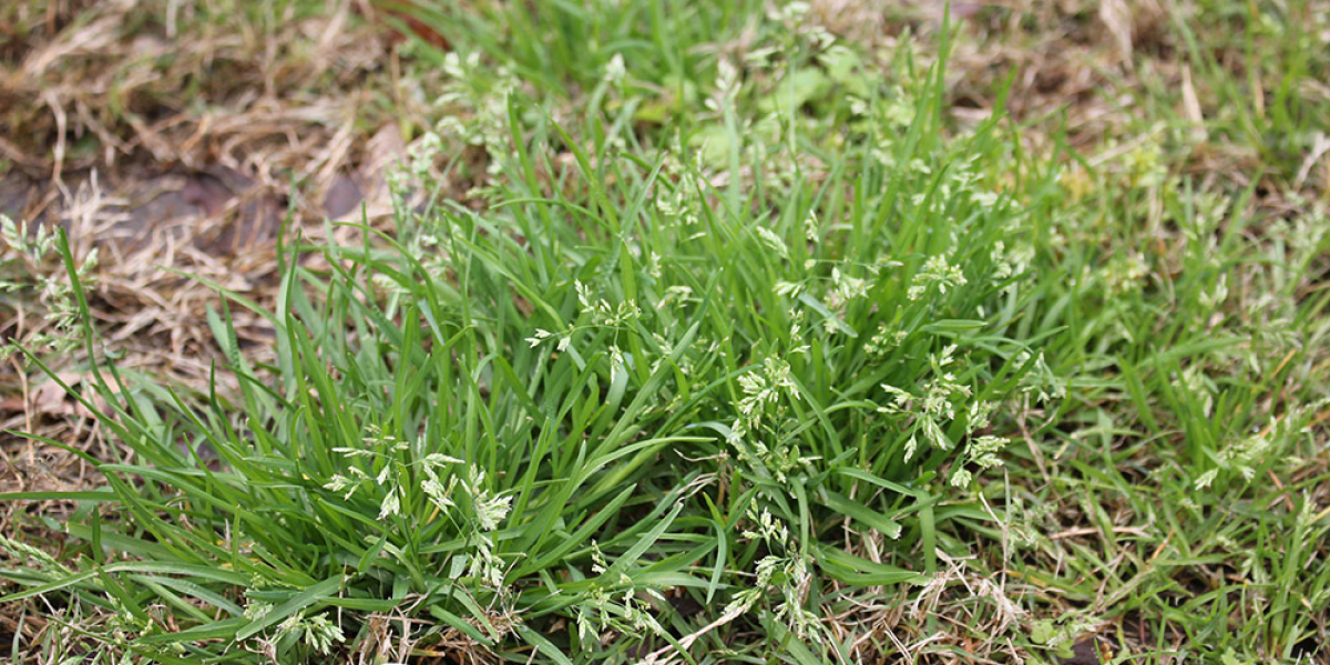 Poa Annua Weed - Prevent with a Fall Pre emergent