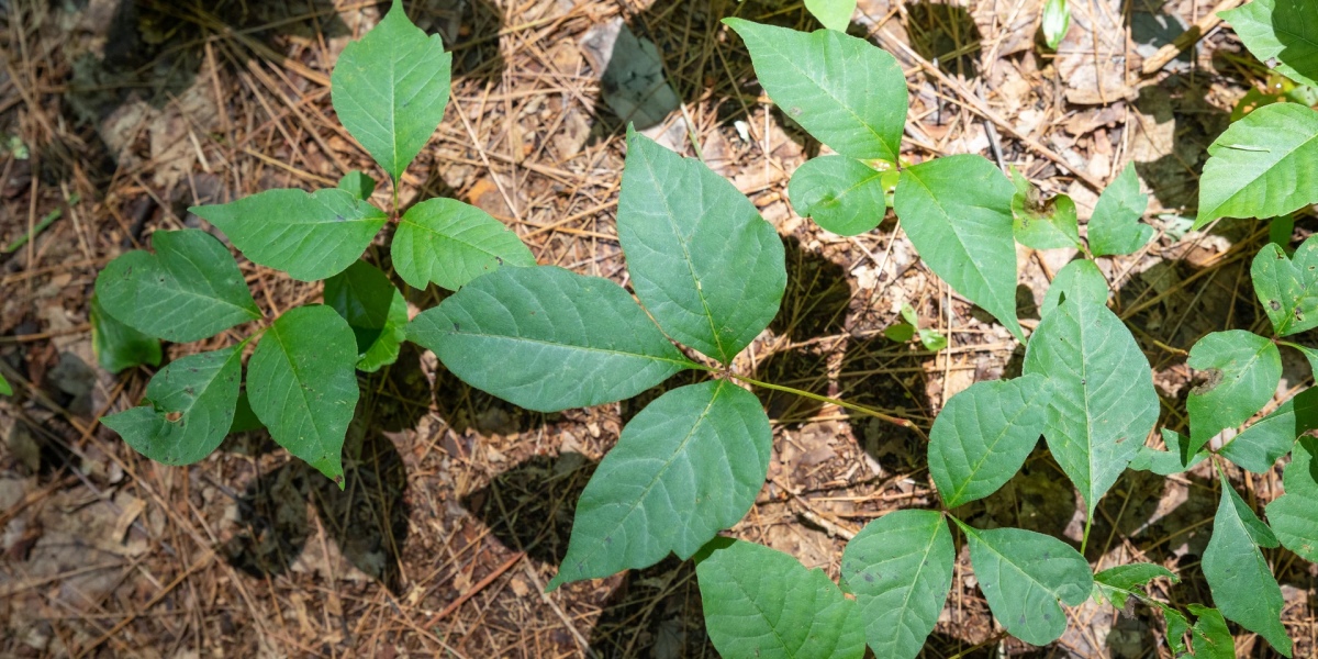 poison ivy removal