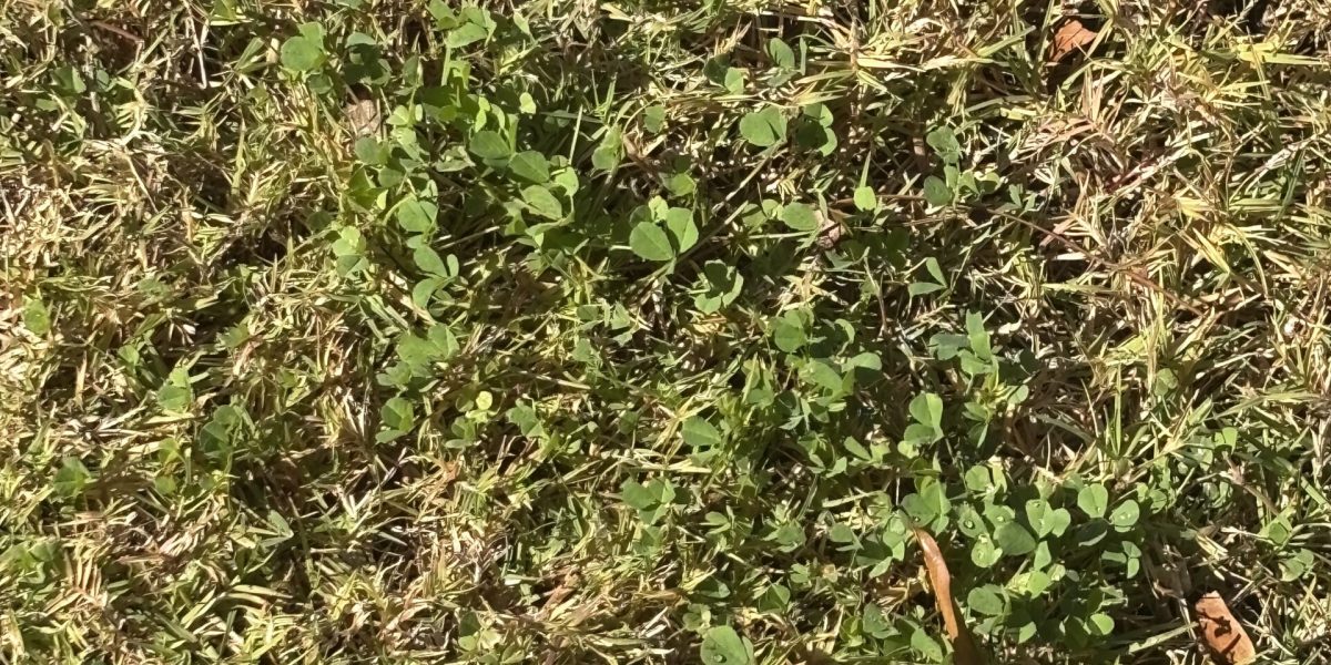 Clover weed in a lawn