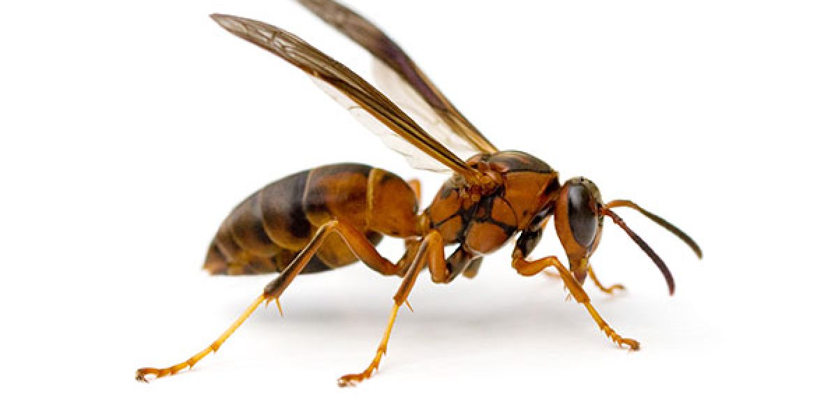 Wasps in Houston