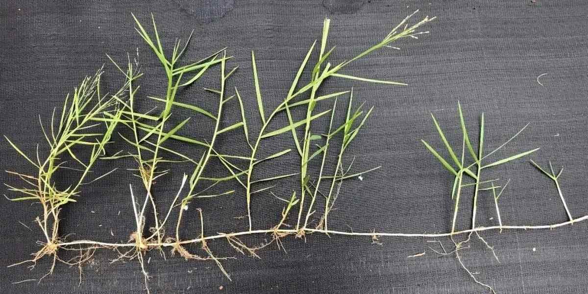 A Close-up view of Torpedo Grass by GreenGate Turf & Pest at Houston, TX