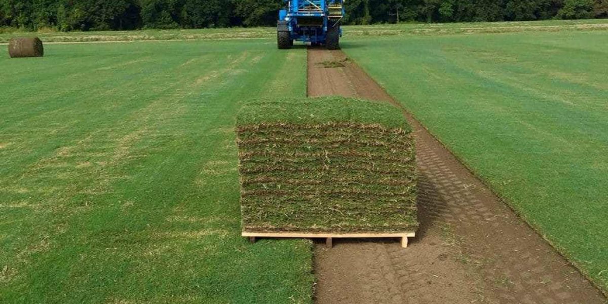Zoysia grass kept together showcasing the process of installation service in Houston, TX